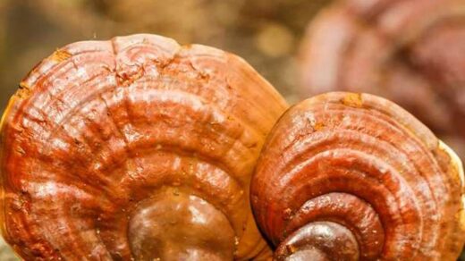 Gljive Reishi
