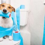 Kako prepoznati uzrok proljeva kod pasa Proljev kod pasa